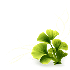 Гинкго билоба